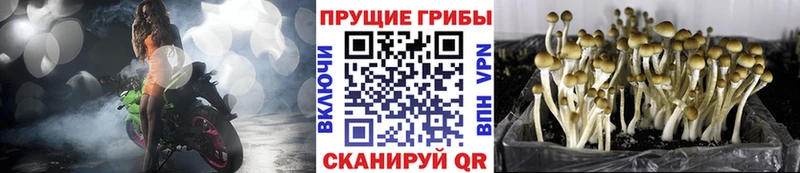Галлюциногенные грибы Psilocybine cubensis  магазин    нарко площадка формула  Старая Купавна 